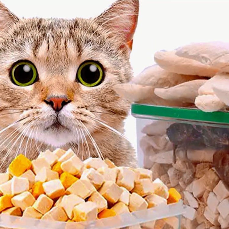 OEM / ODM طعام القطط المخصص